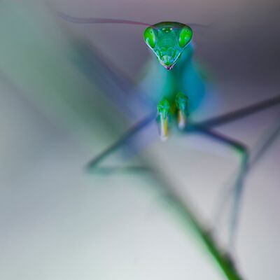 2. Platz: Georg Kantioler - Gottesanbeterin