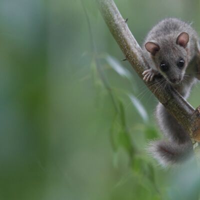 9. Platz: Silvan Lamprecht - Siebenschläfer