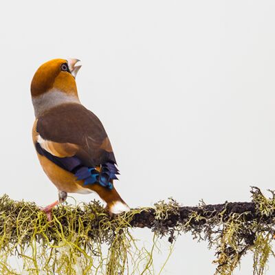 10. Platz: Günther Plaickner - Kernbeißer
