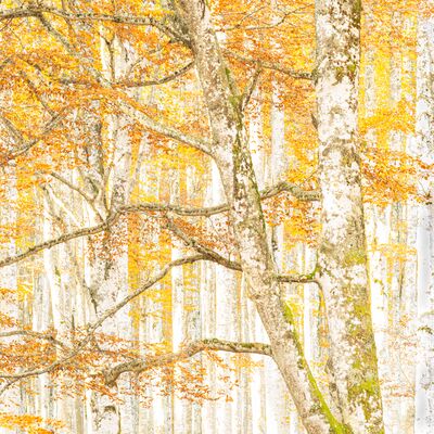 1. Platz: Gerd Tauber - Buchenwald