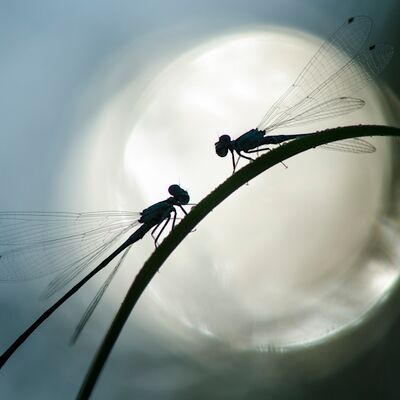 4. Platz: Arnold Reinhard - Libellen im Gegenlicht