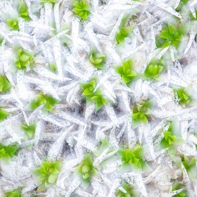 4. Platz: Hugo Wassermann - Alpin