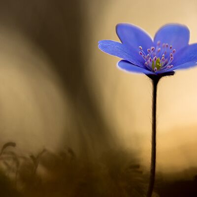 7. Platz: Manuel Plaickner - Leberblümchen