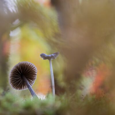 8. Platz: Annamaria Pernstich - Durchblick