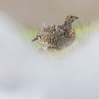 7. Platz: Hugo Wassermann - Alpenschneehuhn