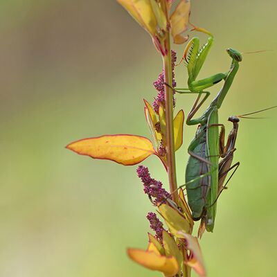 9. Platz: Claudio Sferra - In Love