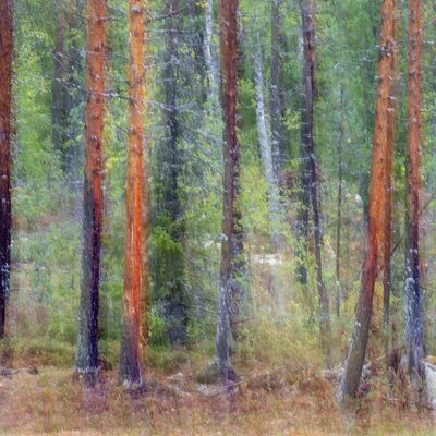 8. Platz: Silvana Giancane - Abeti rossi taiga finlandese