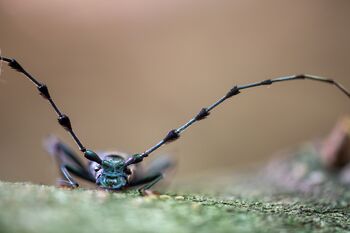 Rosalia alpina