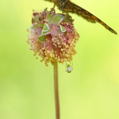 6. Platz: Patrick Fumanelli - Gelungene Landung