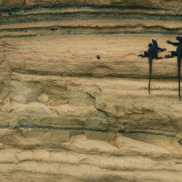 8. Platz: Johannes Wassermann - Meeresechsen (Galapagos)