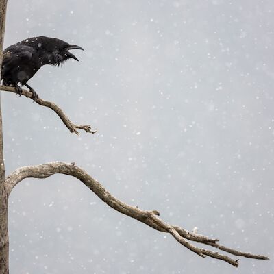 1. Platz: Manuel Plaickner - Kolkrabe