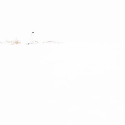 2. Platz: Massimo Santoro - Schneehahn