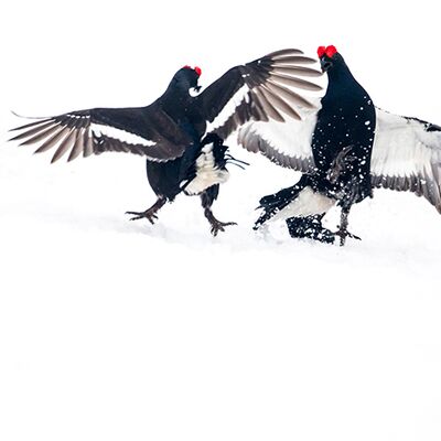 2. Platz: Manuel Plaickner - Birkhahn-Kampf