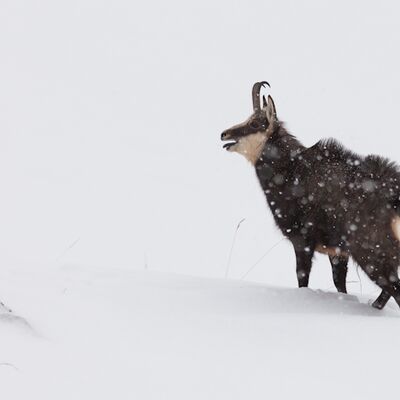 8. Platz: Georg Kantioler - Gamsbock im Schnee