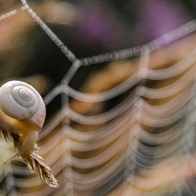 9. Platz: Karl Oberlechner - Schnecke