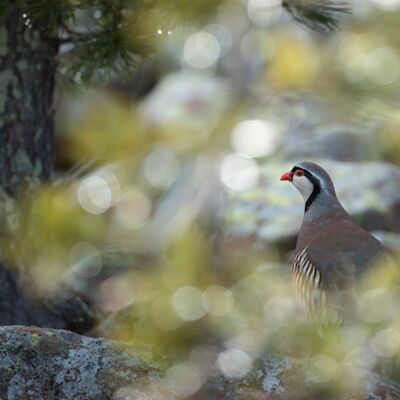 1. Platz: Annamaria Pernstich - Steinhuhn
