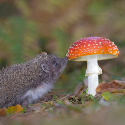 5. Platz: Annamaria Pernstich - Der neugierige Igel