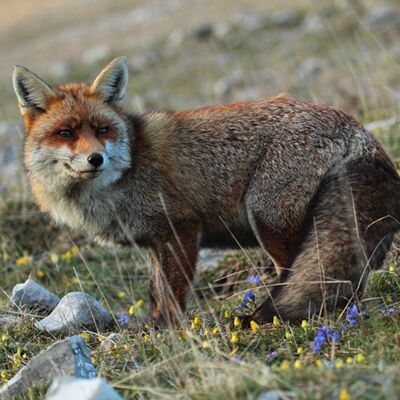 7. Platz: Rolando Moser