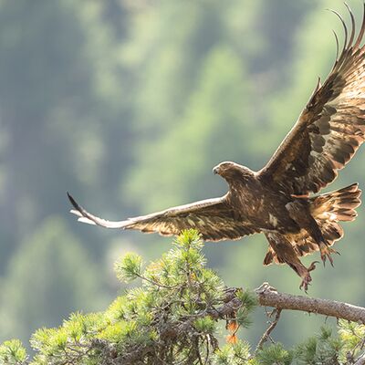 9. Platz: Konrad Bachmann - Steinadler