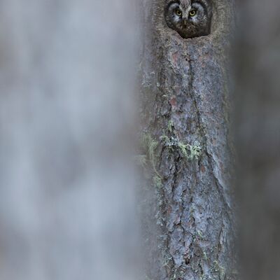 3. Platz: Helmut Elzenbaumer - Raufusskauz