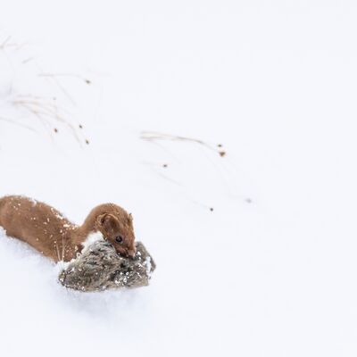1. Platz: Manuel Plaickner - Mauswiesel mit Beute