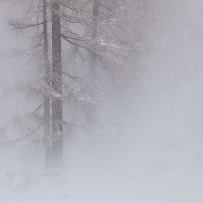 1. Platz: Elzenbaumer Helmut - Bäume im Sturm