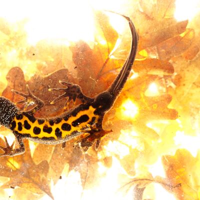 2. Platz: Stefano Baglioni - Tritone crestato