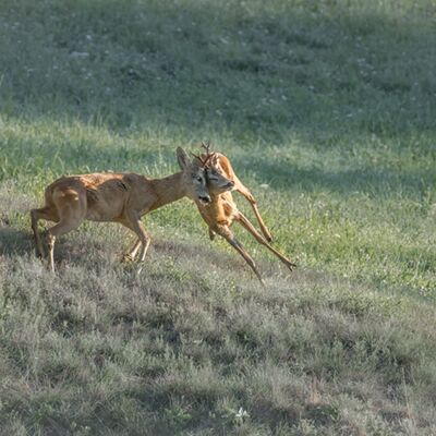 9. Platz: Reinhard Arnold - Revierkampf
