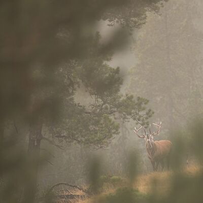 4. Platz: Elmar Kuntner - Urschrei der Wildnis
