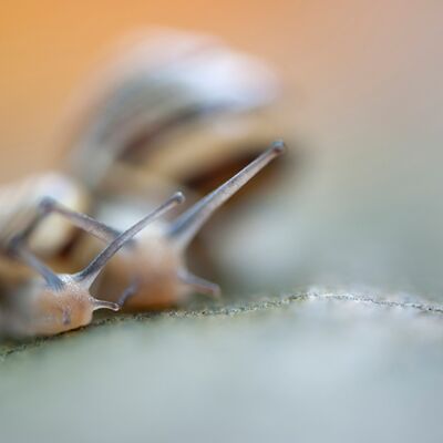 3. Platz: Valter Pallaoro - la corsa dei lenti