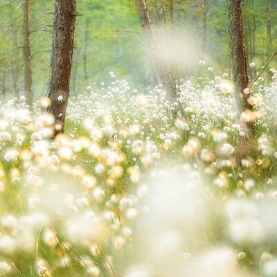 4. Platz: Matthias Gritsch - Wollgrasmeer