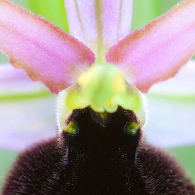 10. Platz: Georg Kantioler - Bertolonis Ragwurz