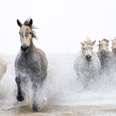2. Platz: Silvana Giancane - Camargue