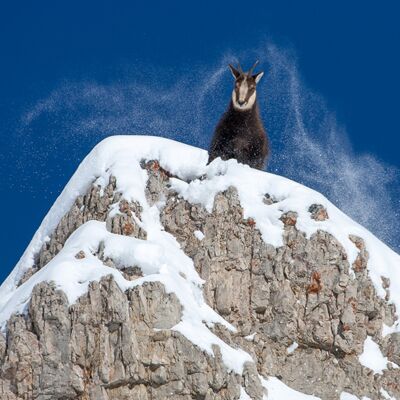 3. Platz: Georg Taschler - Gams