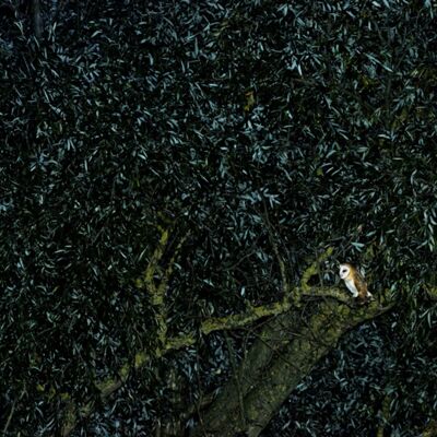 5. Platz: Stefano Baglioni - Somewhere in the dark