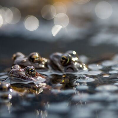 5. Platz: Georg Taschler - Frösche