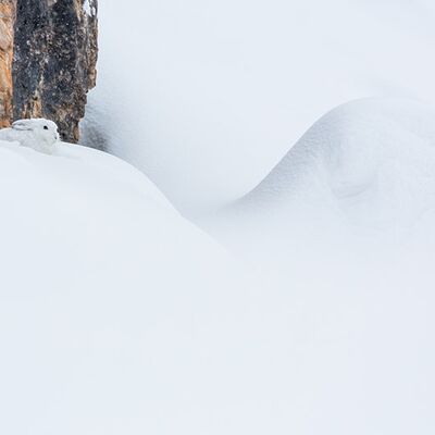 3. Platz: Manuel Plaickner - Schneehase