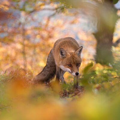 3. Platz: Annamaria Pernstich - Perfect synthesis