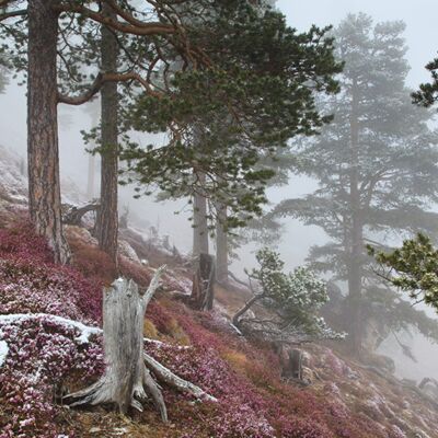 6. Platz: Sepp Hackhofer - Föhrenwald