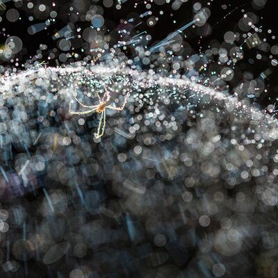 6. Platz: Annamaria Pernstich - Spinne zwischen geometrischen Formen