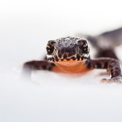 7. Platz: Georg Kantioler - Bergmolch