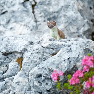 8. Platz: Carlo Dapoz