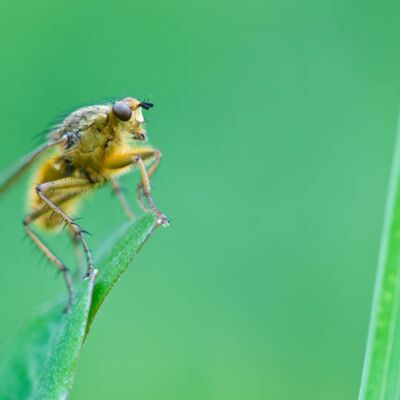 8. Platz: Erardi Alfred - Fliege