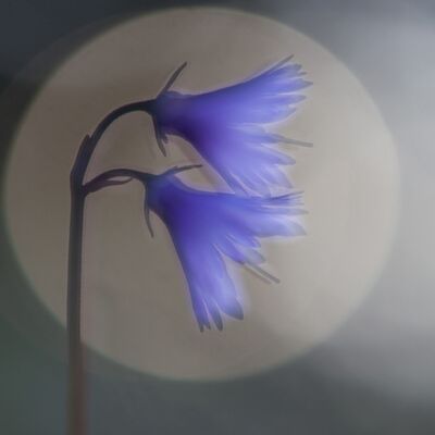 6. Platz: Hugo Wassermann - Alpensoldanellen