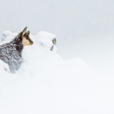 3. Platz: Manuel Plaickner - Gamskitz