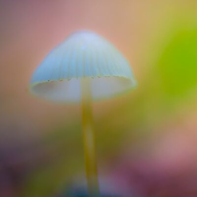 7. Platz: Günther Plaickner - Leuchten des Milchlings