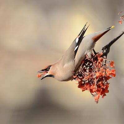 9. Platz: Maurizio Barchi - Beccofrusone