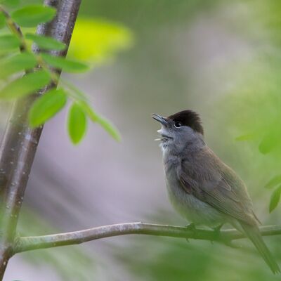 1. Platz: Hugo Wassermann - Mönchsgrasmuecke