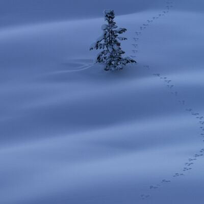 6. Platz: Alfred Erardi - Hasenspur