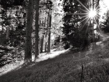 Sonnenstrahl